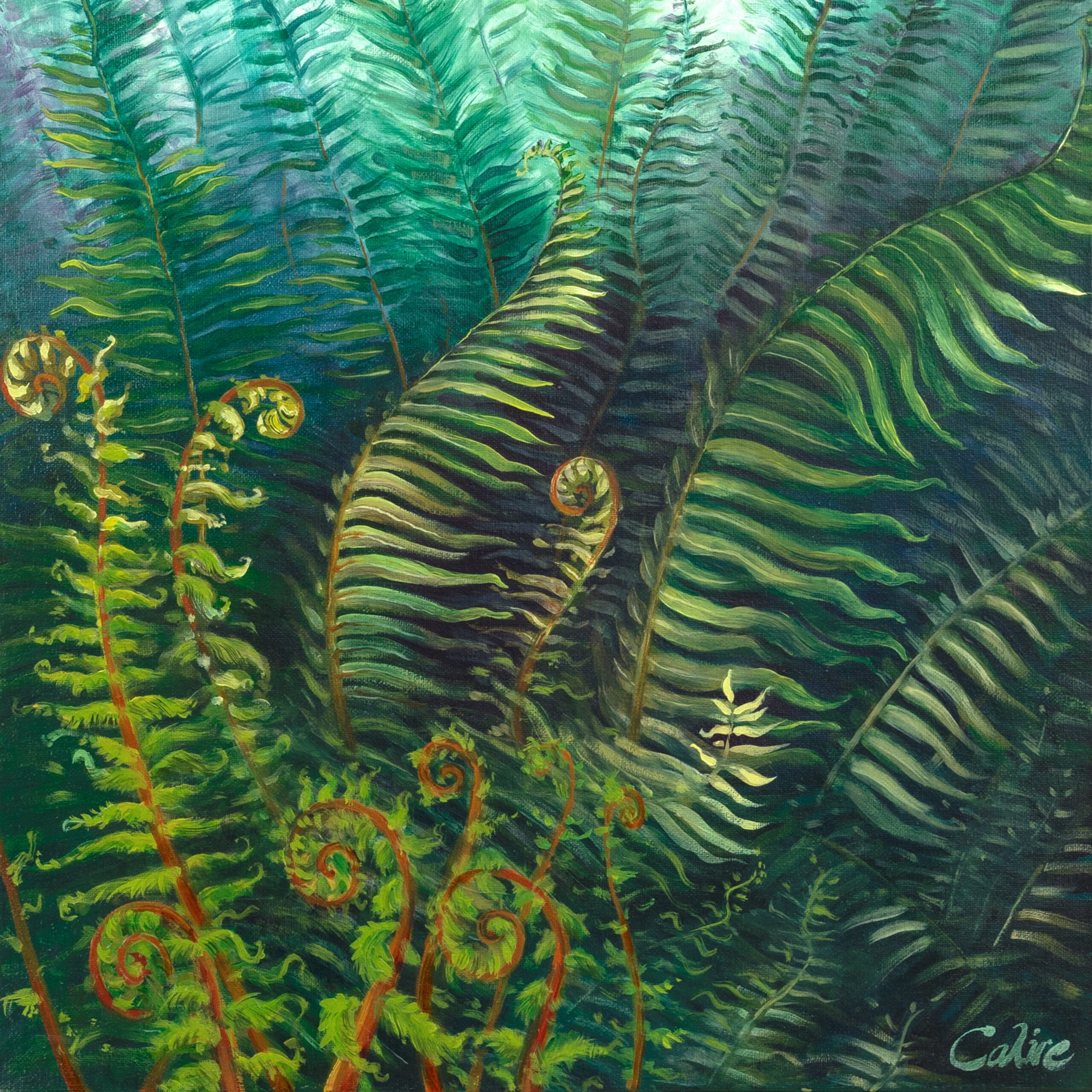 Forest Ferns Emerging